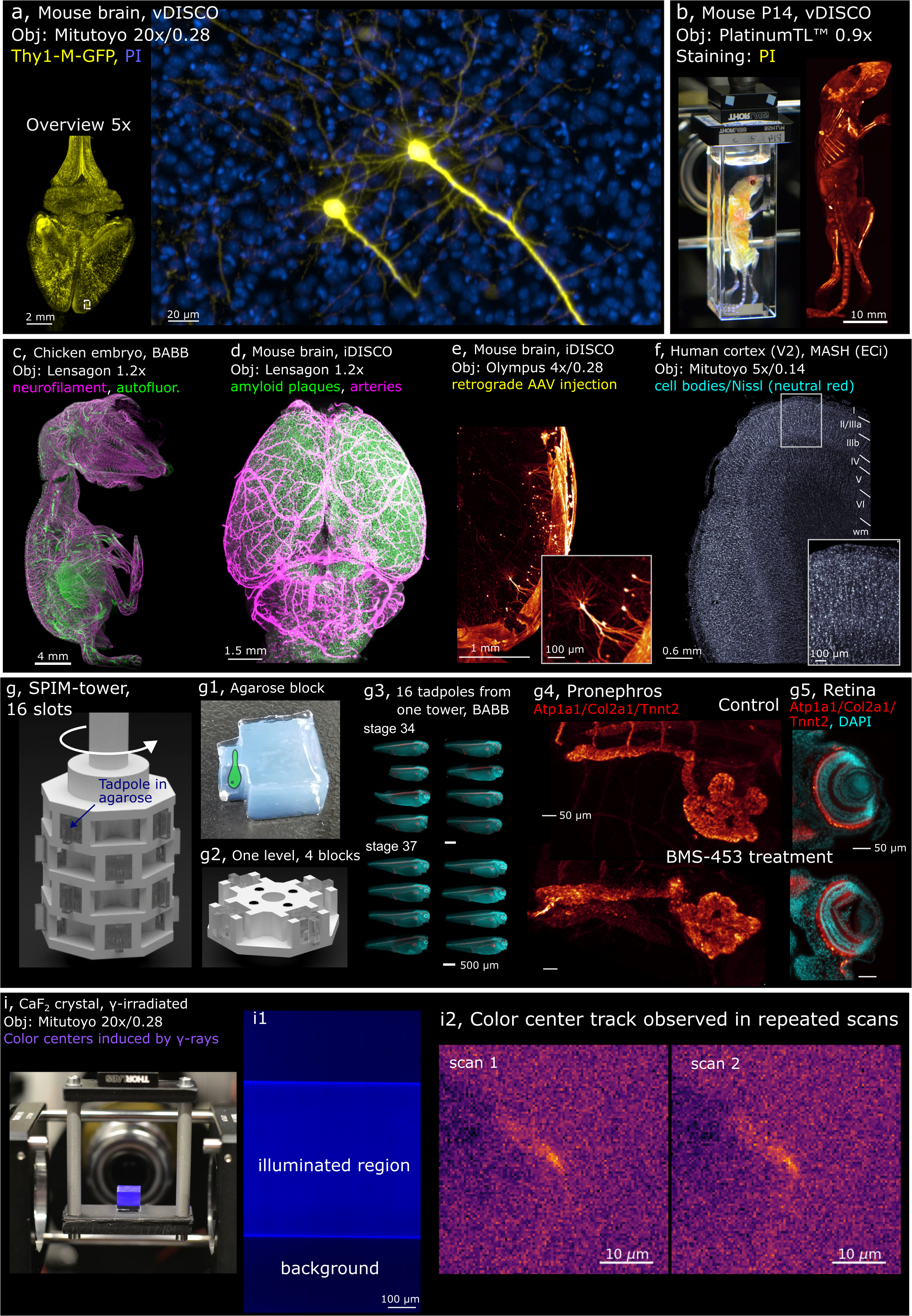 Examples of mesoSPIM sample types