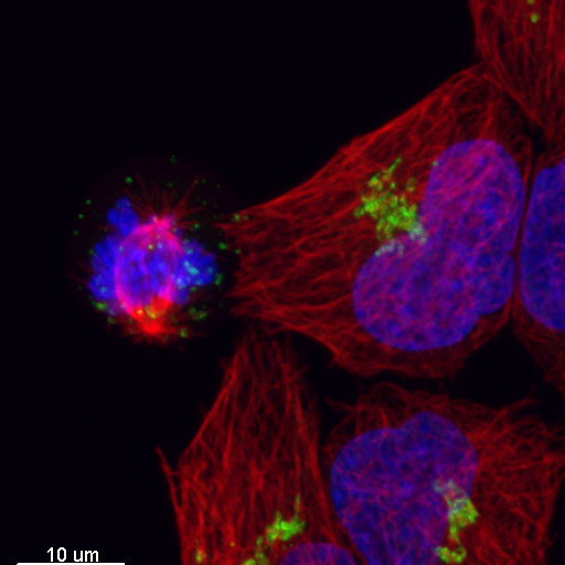 Cell Cycle