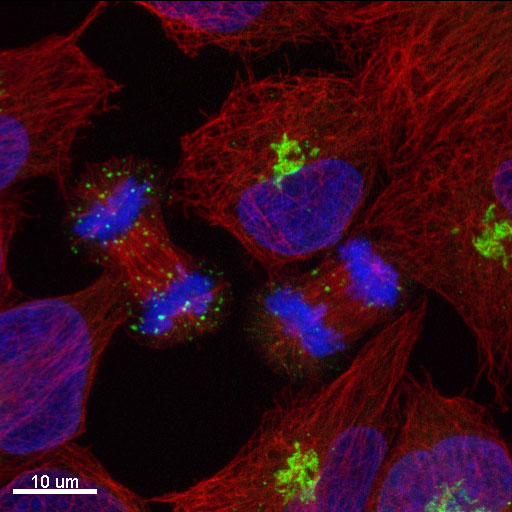 Cell Cycle