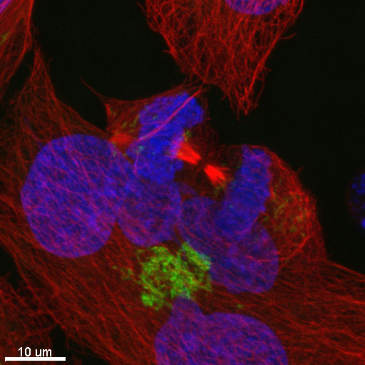 Cell Cycle