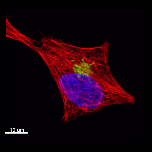 Cell Cycle